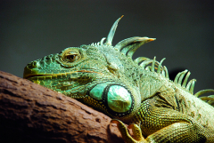 drache