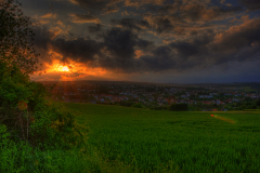 feld