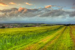 roggenfeld_02