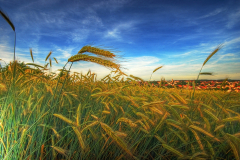 weizen_001