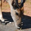 Tierbilder