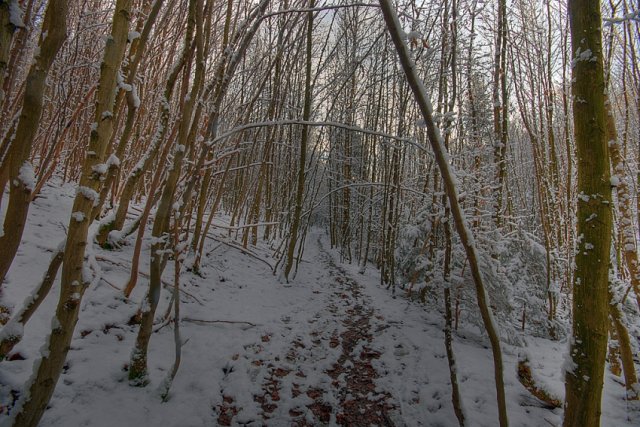 Wintertag im Wald