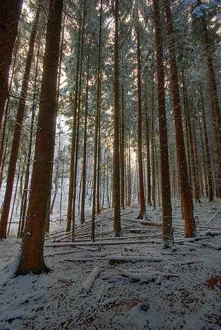 Wintertag im Wald