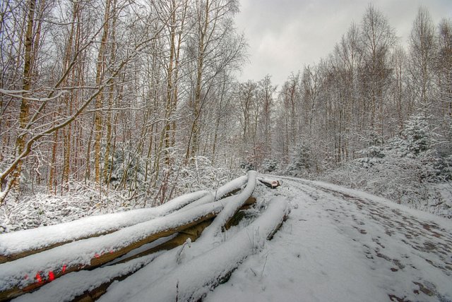 Wintertag im Wald