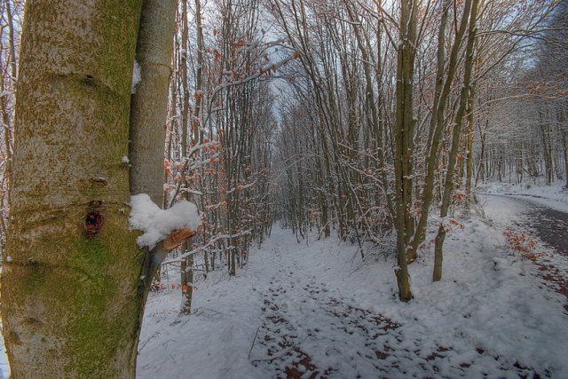 Wintertag im Wald