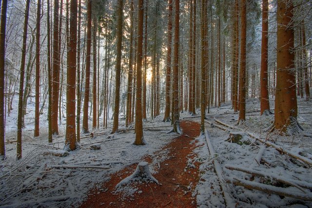 Wintertag im Wald