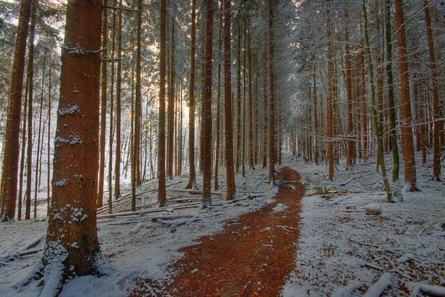 Wintertag im Wald