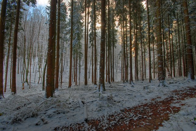 Wintertag im Wald