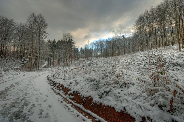 Wintertag im Wald