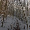 Wintertag im Wald